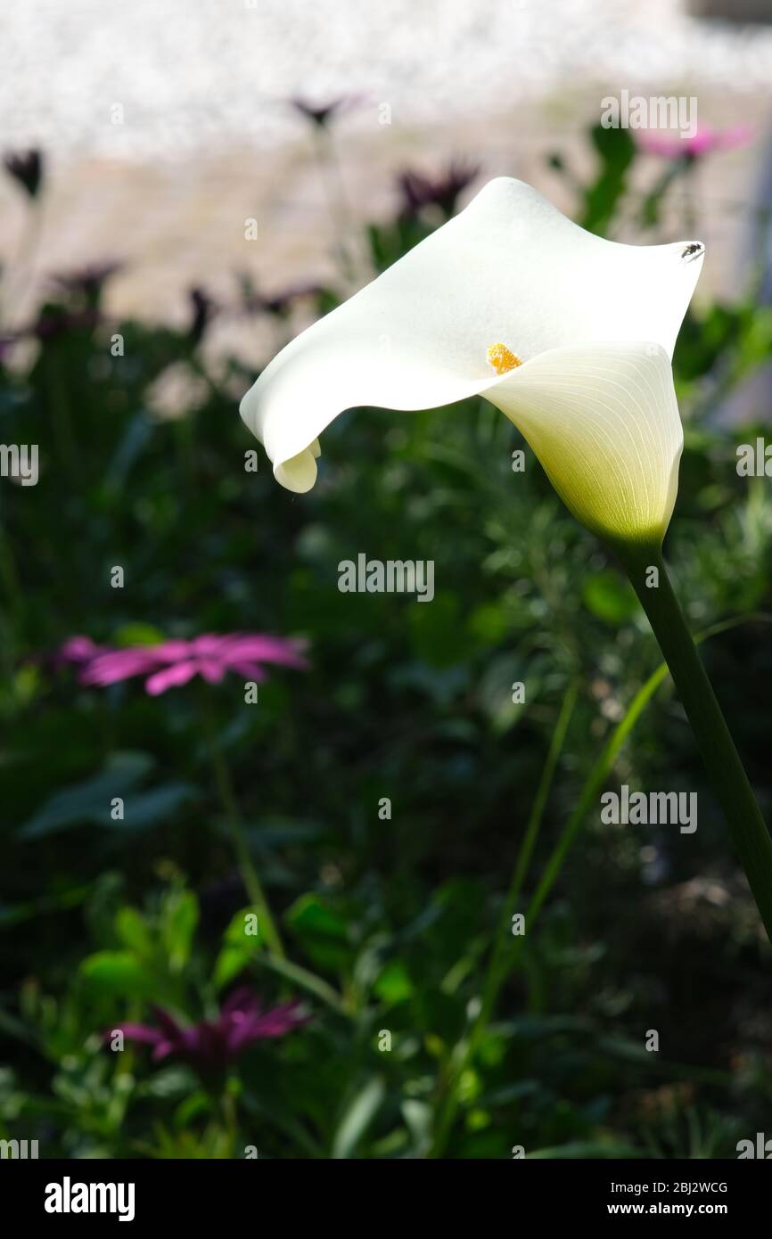 Beautiful white flower of a calla. Spring flowering in an Italian garden in Liguria. Stock Photo