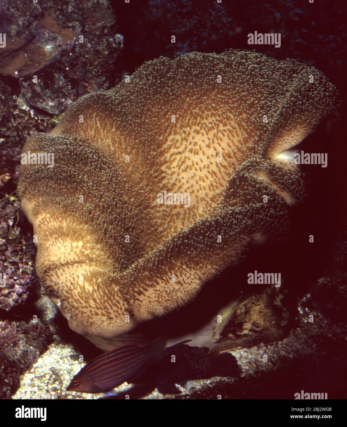Mushroom soft coral, Sarcophyton sp. Stock Photo