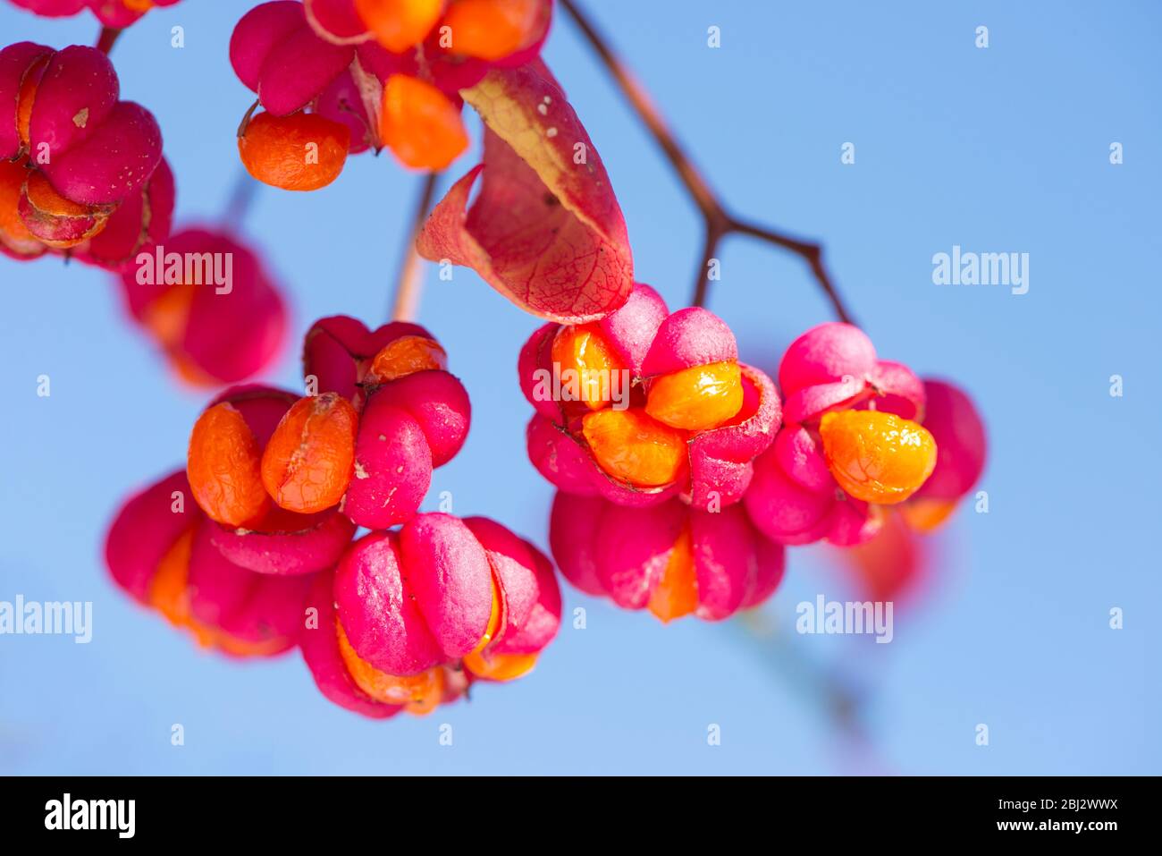 Euonymus europaeus - spindle, ripe berries. Stock Photo