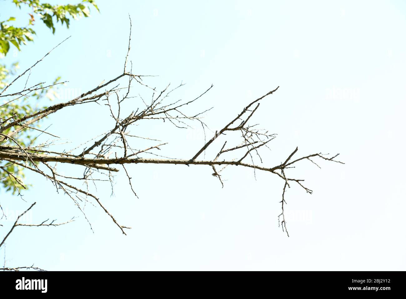 Dry branches on blue sky background Stock Photo - Alamy