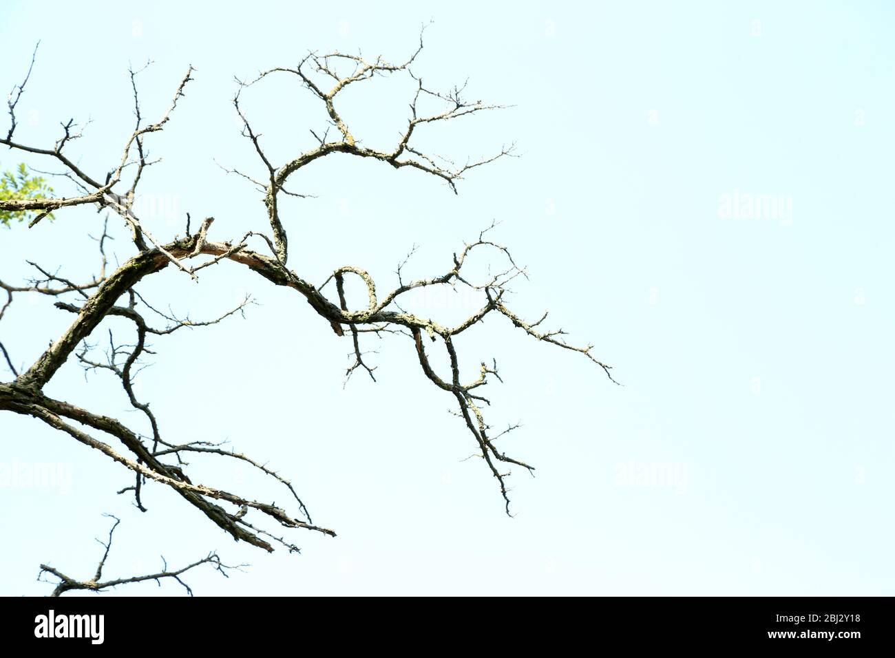 Dry branches on blue sky background Stock Photo - Alamy