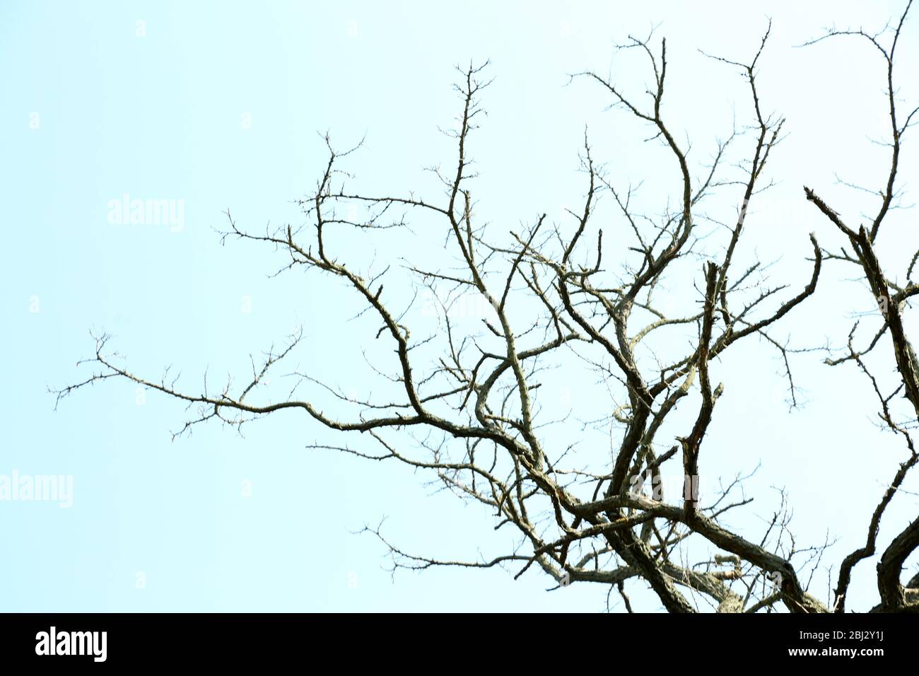 Dry branches on blue sky background Stock Photo - Alamy