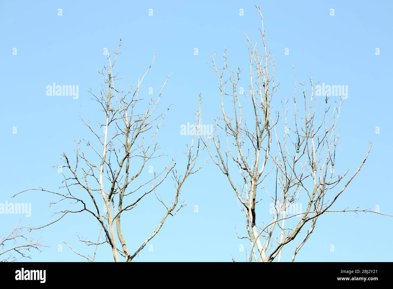 Dry branches on blue sky background Stock Photo - Alamy