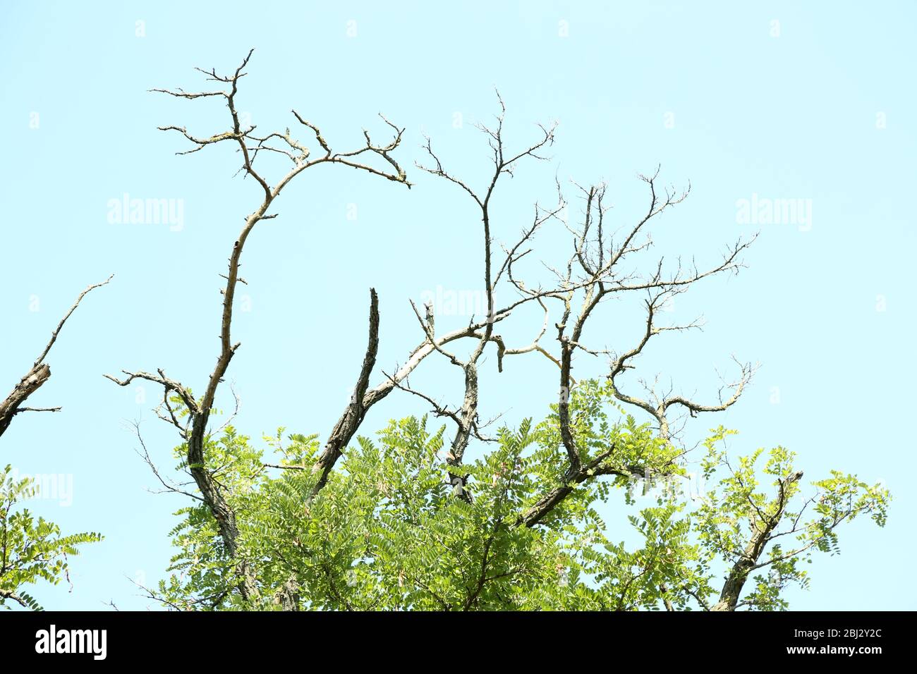Dry branches on blue sky background Stock Photo - Alamy