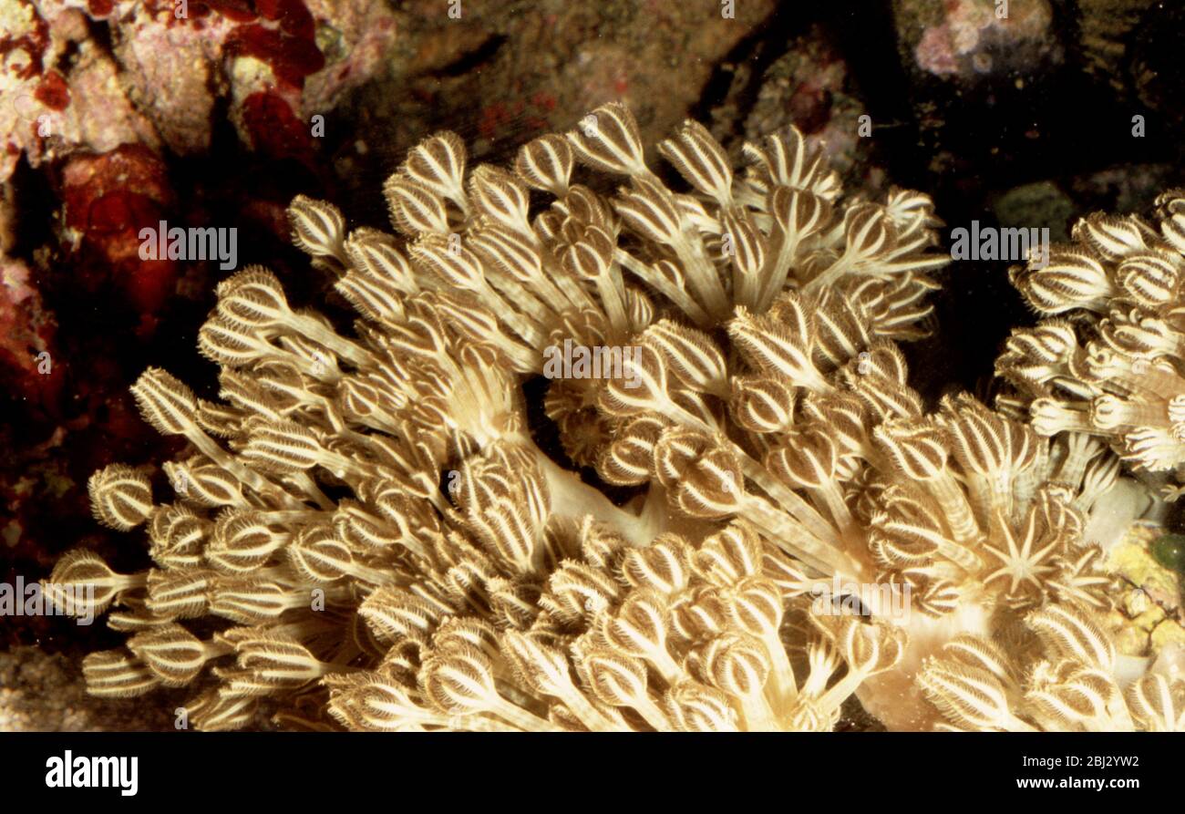 Pumping soft coral, Xenia sp. Stock Photo