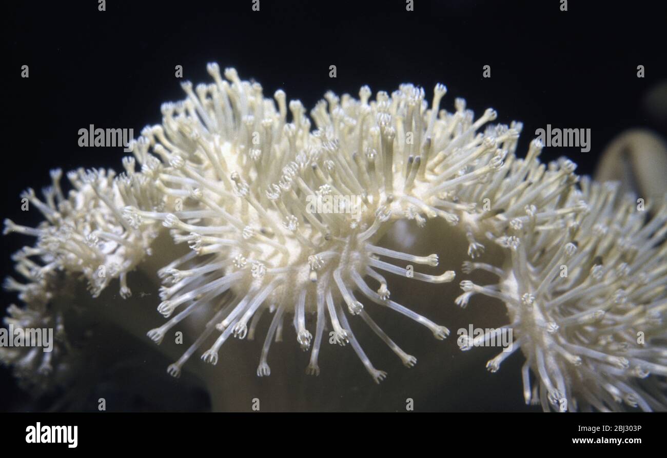 Mushroomsoft coral (Sarcophyton sp.) Stock Photo