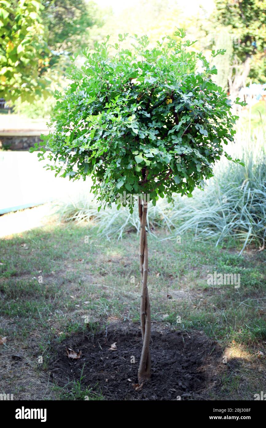 Round upper branches of tree in the park Stock Photo Alamy