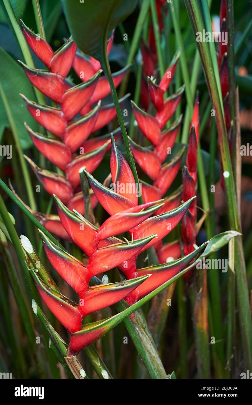 A blooming Lobster-Claw, also called False-bird of Paradise Stock Photo