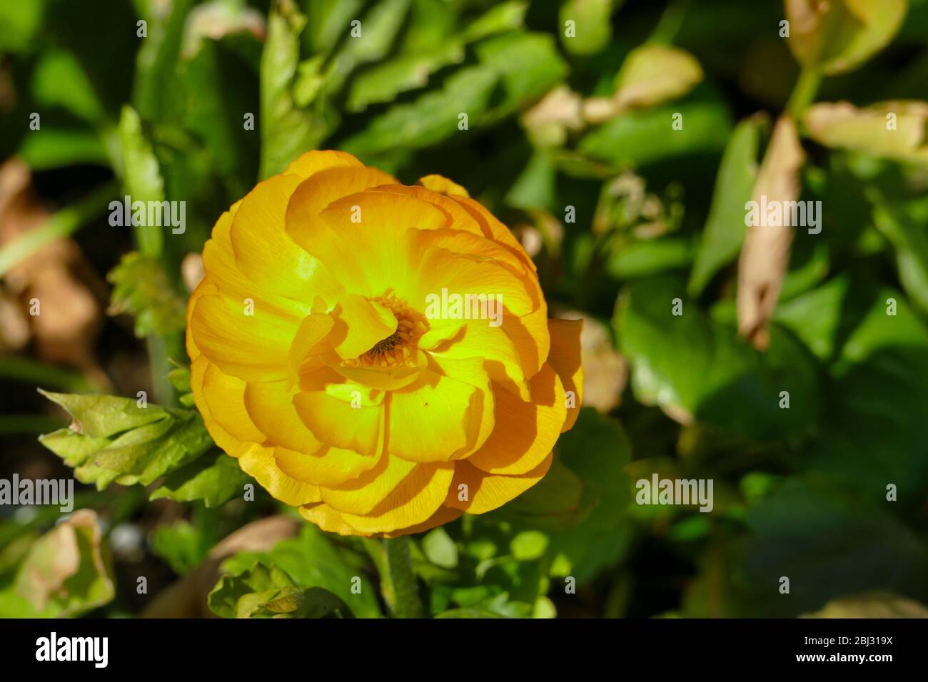 Ranunculus corms hi-res stock photography and images - Alamy