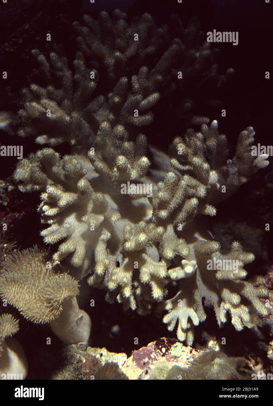 Finger leather coral, Sinularia sp. Stock Photo