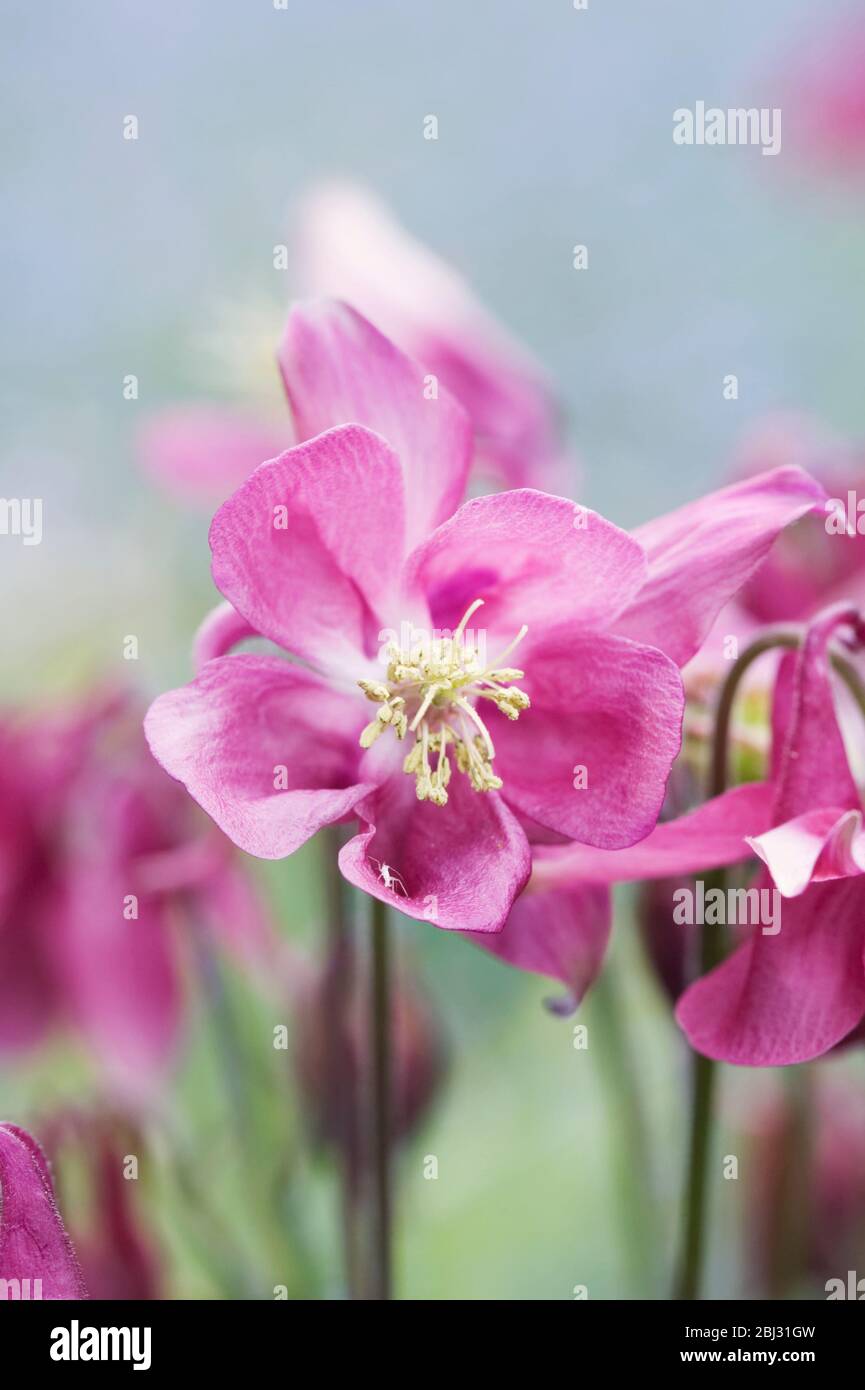 Aquilegia vulgaris flowering in Spring. Stock Photo