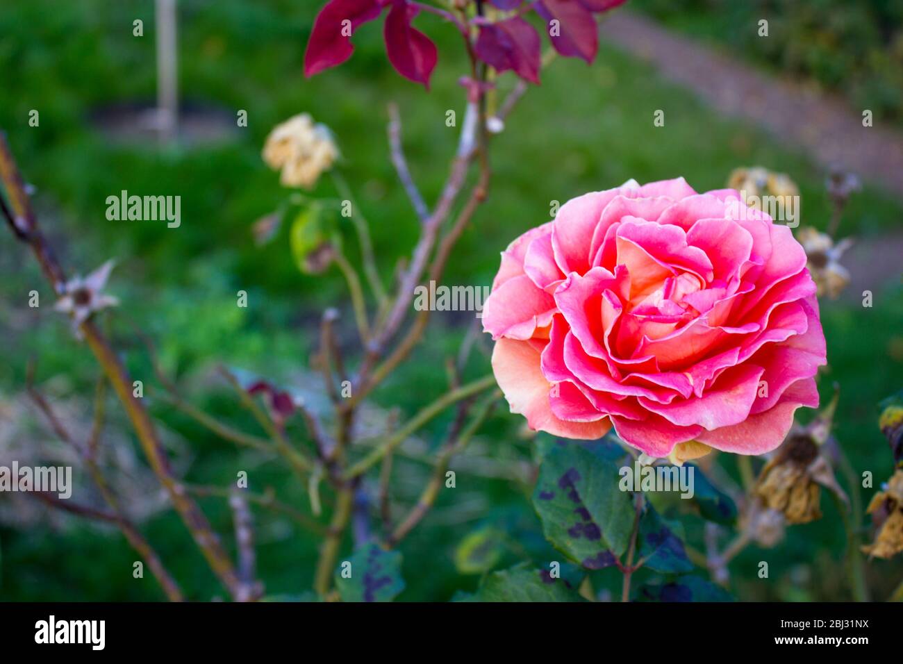 Rose bloomed in the garden Stock Photo - Alamy