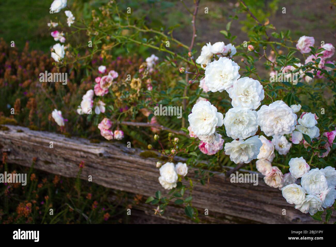 White and pink roses and wooden fence Stock Photo - Alamy
