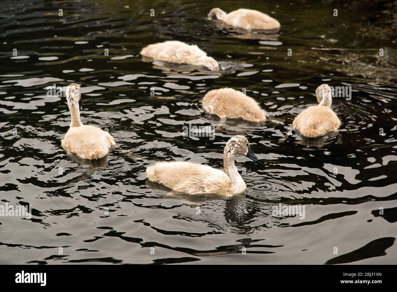 A group of young swan cygnets swimming on a lake Stock Photo - Alamy