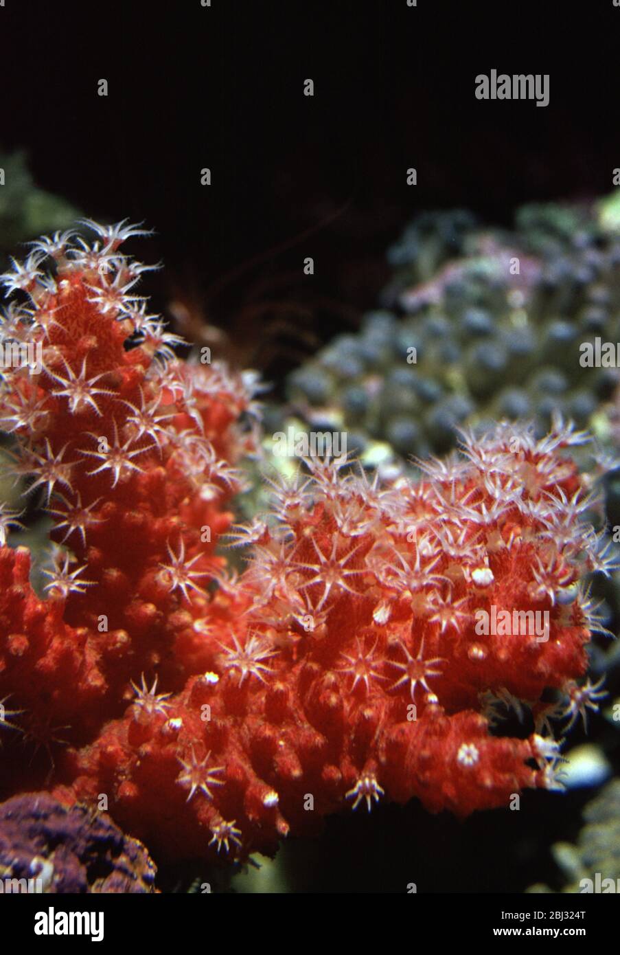 Chili coral, Alcyonum palmatum Stock Photo