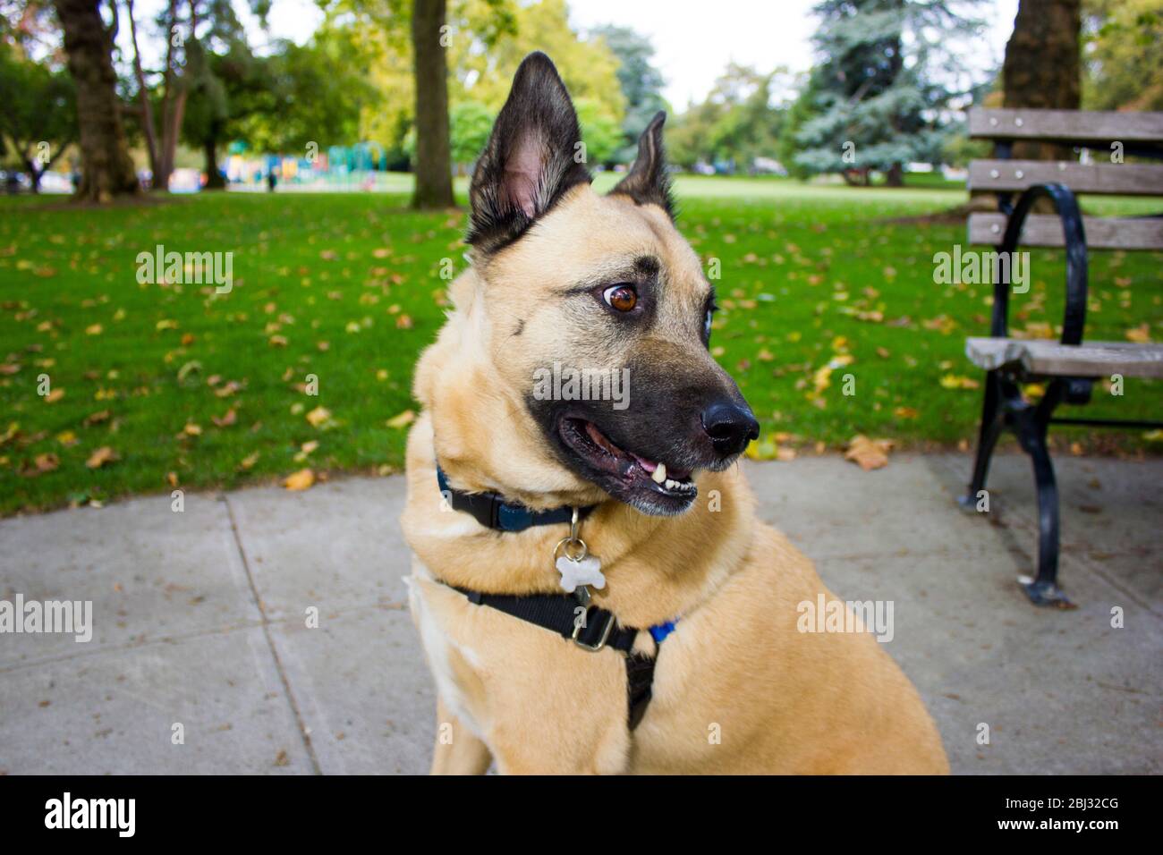 Dog on walk in the autumn park Stock Photo