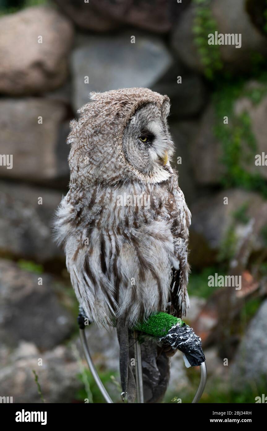 Great Grey Owl in captivity park Stock Photo