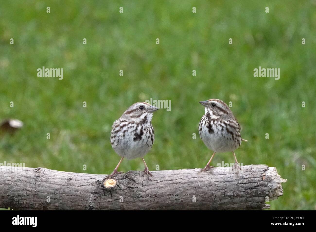 Song Sparrows on branch Stock Photo