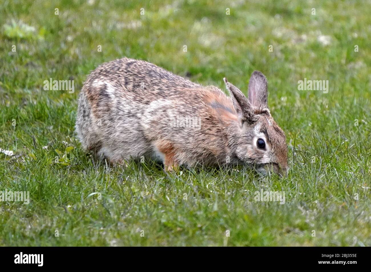 Wild bunny in backyard rolling and grazing Stock Photo Alamy