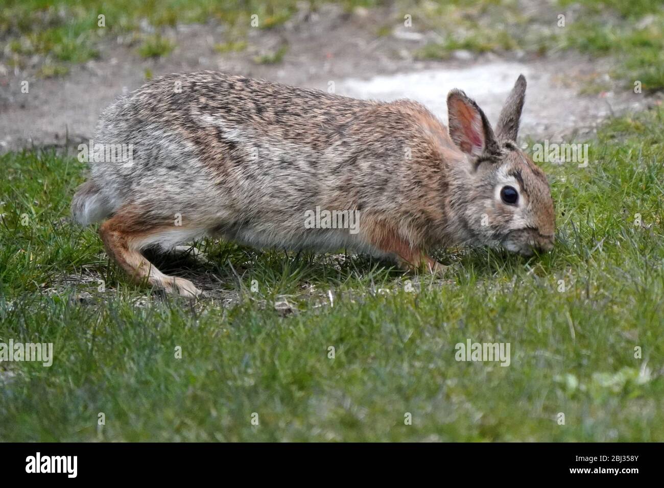 Wild bunny in backyard rolling and grazing Stock Photo Alamy