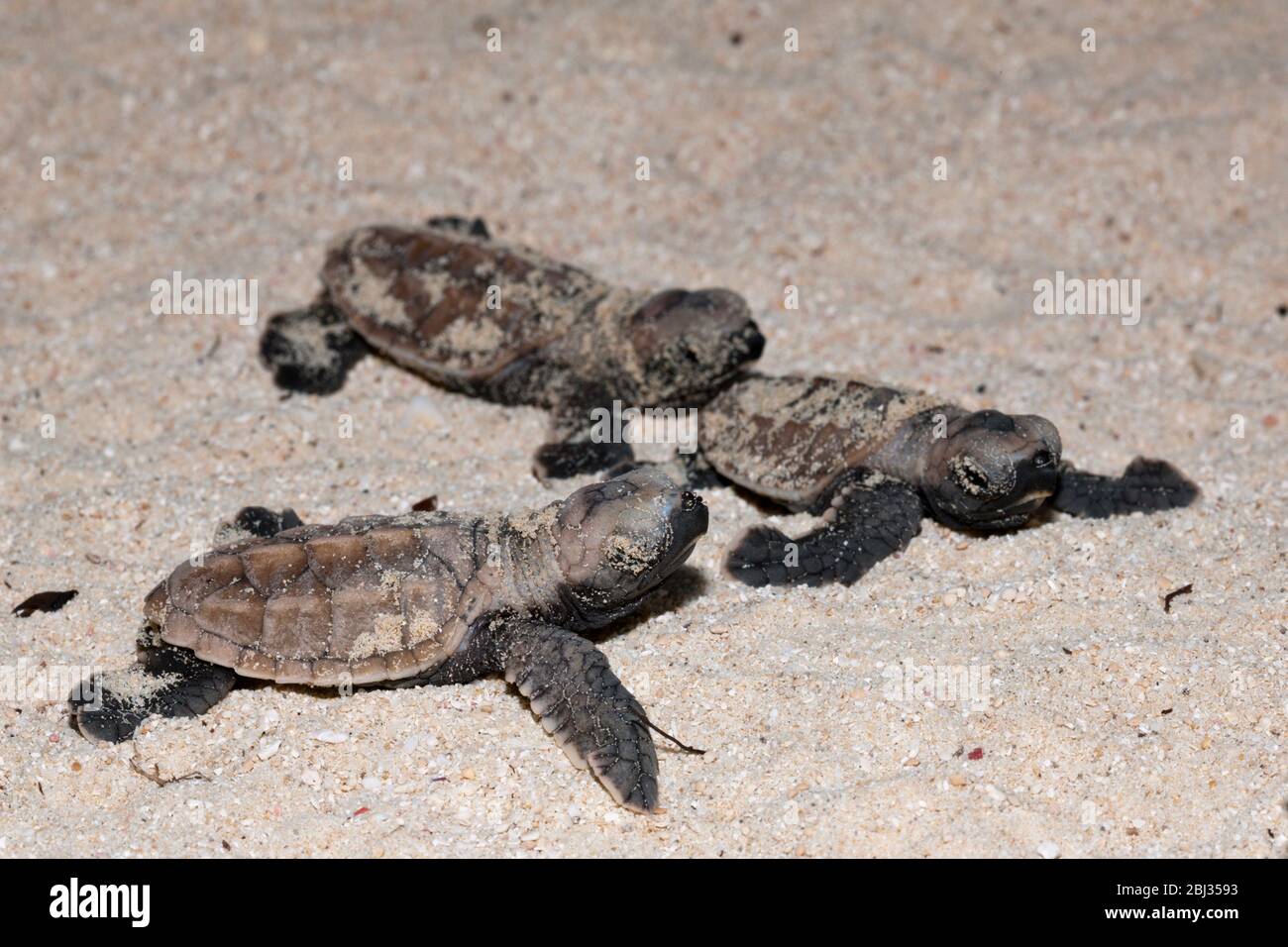 Hawksbill Sea Turtle hatchlings, Eretmochelys imbricata, New Ireland, Papua New Guinea Stock Photo