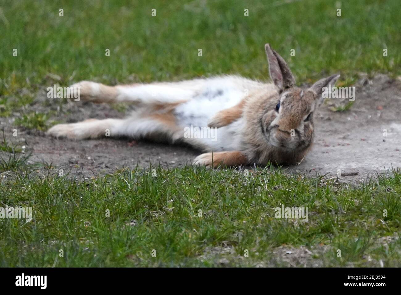 Wild bunny in backyard rolling and grazing Stock Photo Alamy