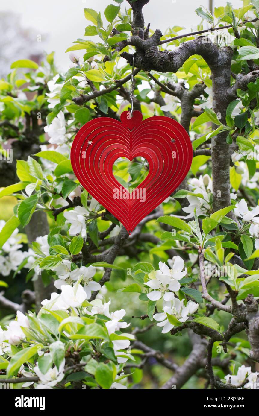 Metal heart shape wind spinner hanging in an apple tree. Stock Photo