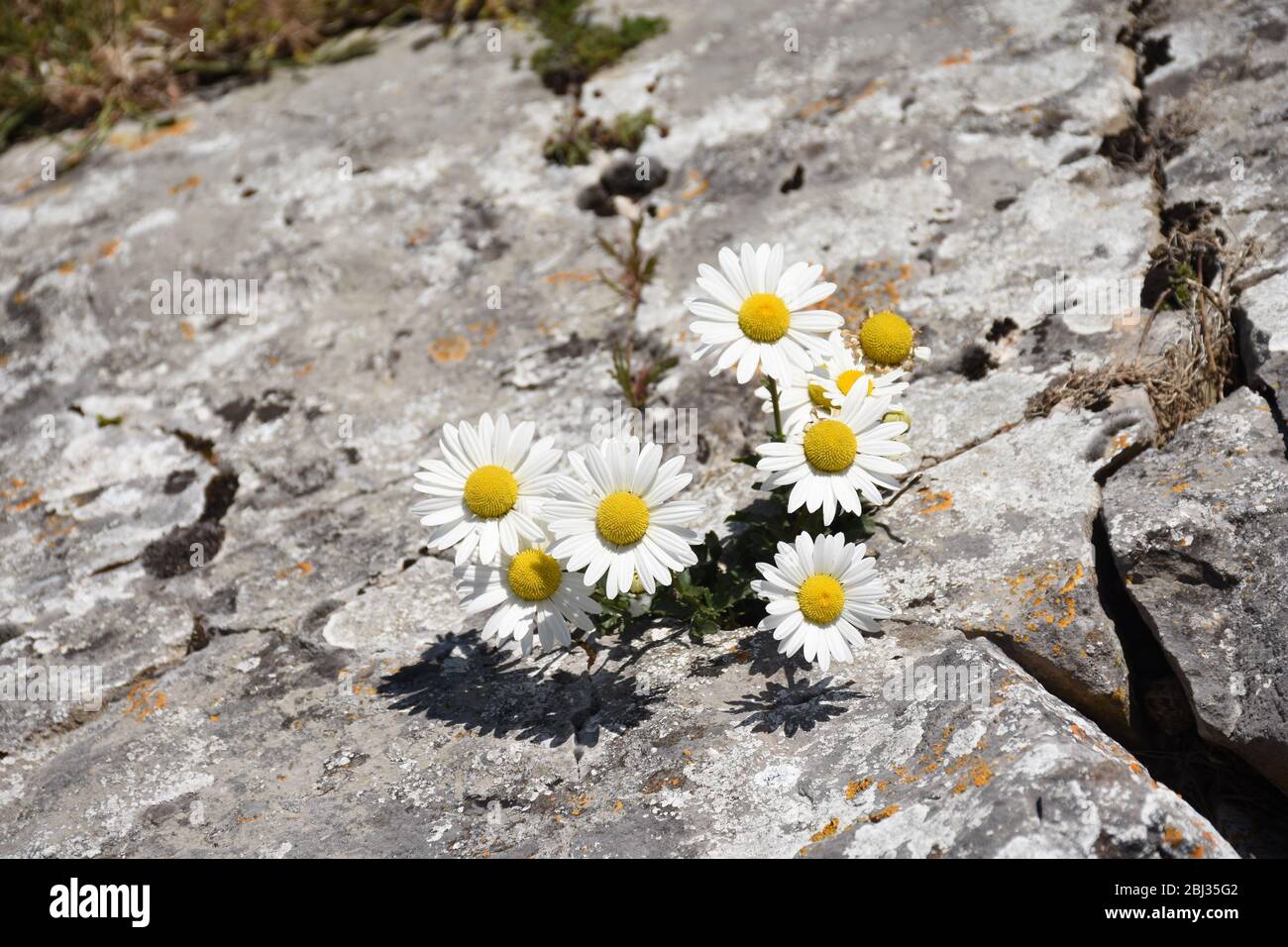 Daisys growing on rocks Stock Photo