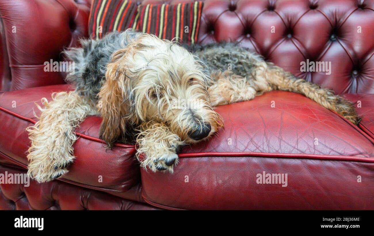 An Ottterhound puppy asleep on a sofa. Stock Photo