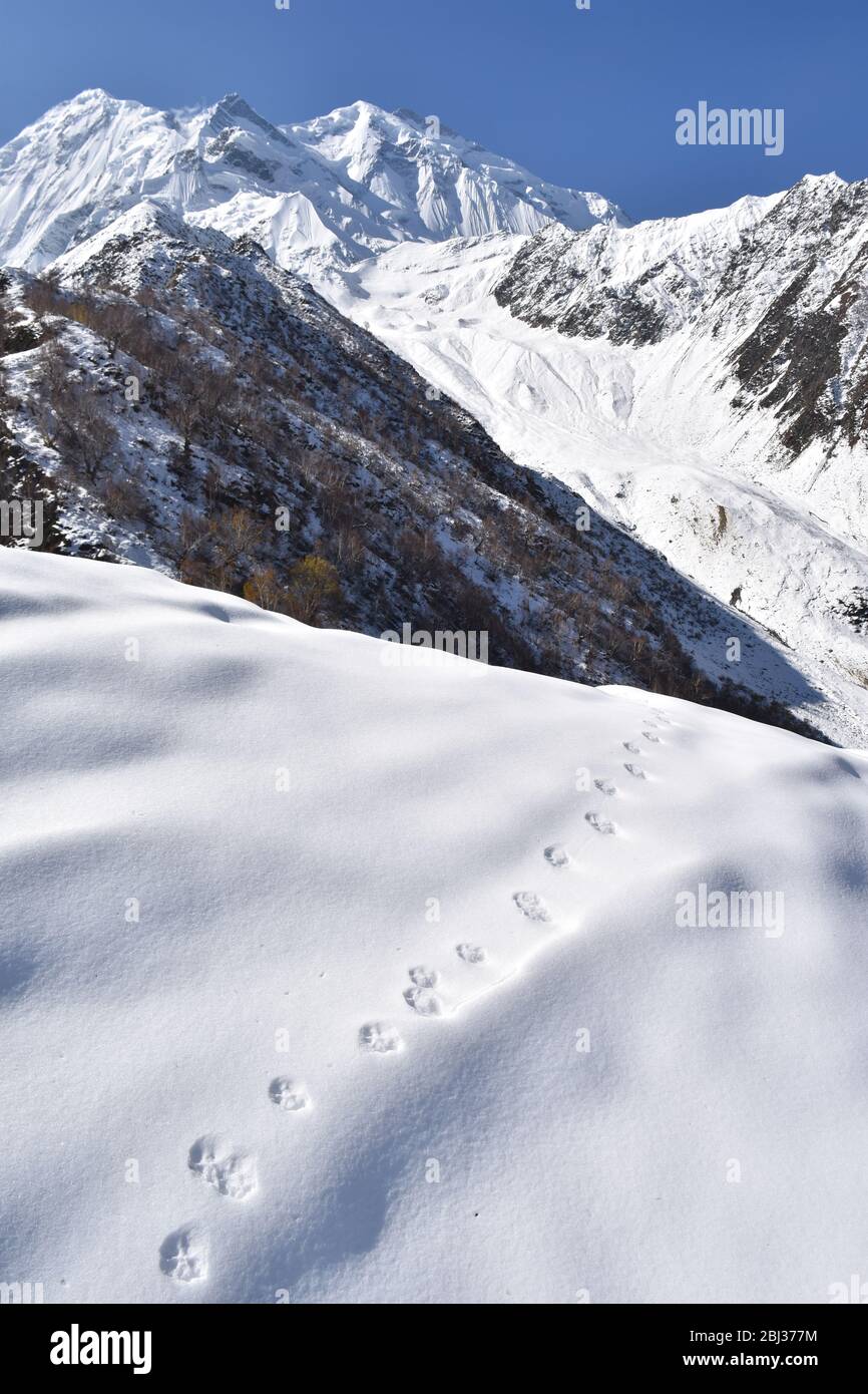 Snow leopard Tracks on slopes of Rakaposhi, Pakistan. Stock Photo