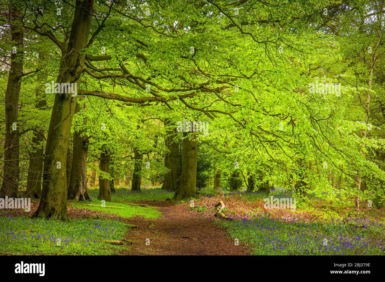 The Outwoods are110 acres of ancient woodland on the edge of Charnwood Forest. Stock Photo