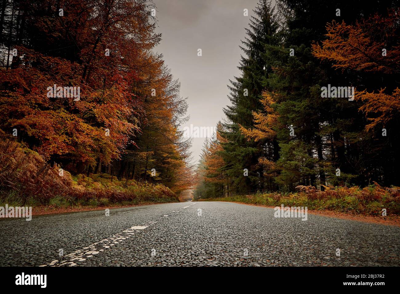 Autumn forest open road. Stock Photo