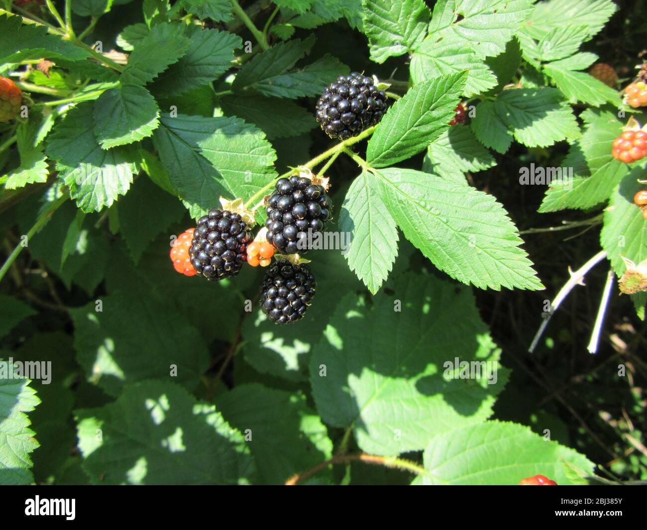 A blackberry patch showing fruit growing on a bush in varying stages of