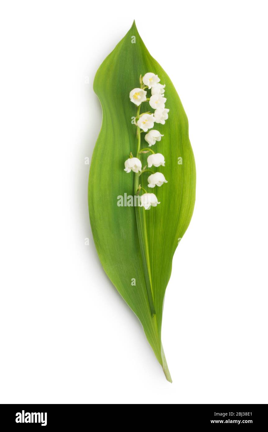 Studio shot of lily of the valley cut out against a white background
