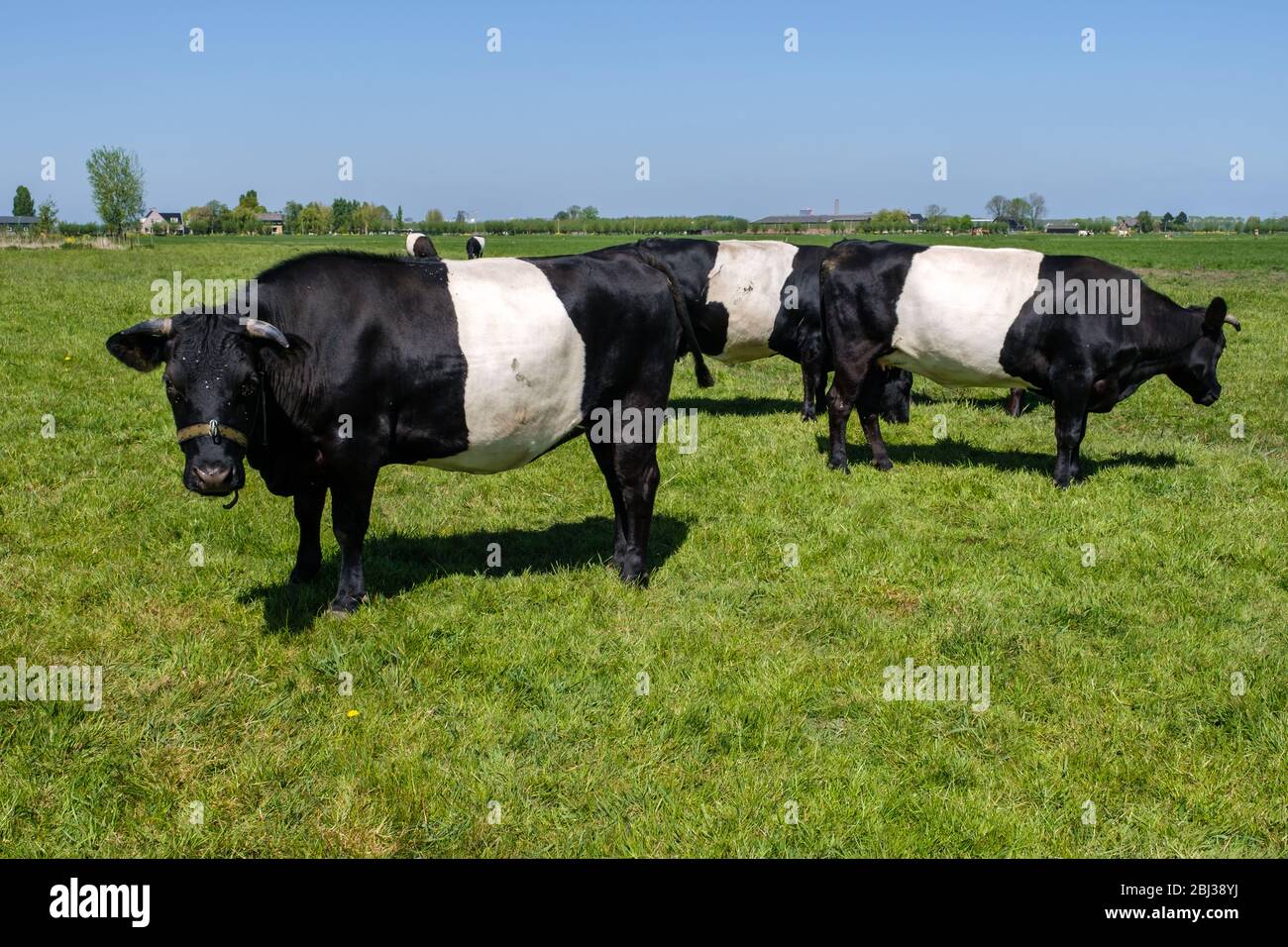 Dutch Belted, Lakenvelder, dairy cattle in a green meadow close to  Rotterdam, Netherlands Stock Photo - Alamy
