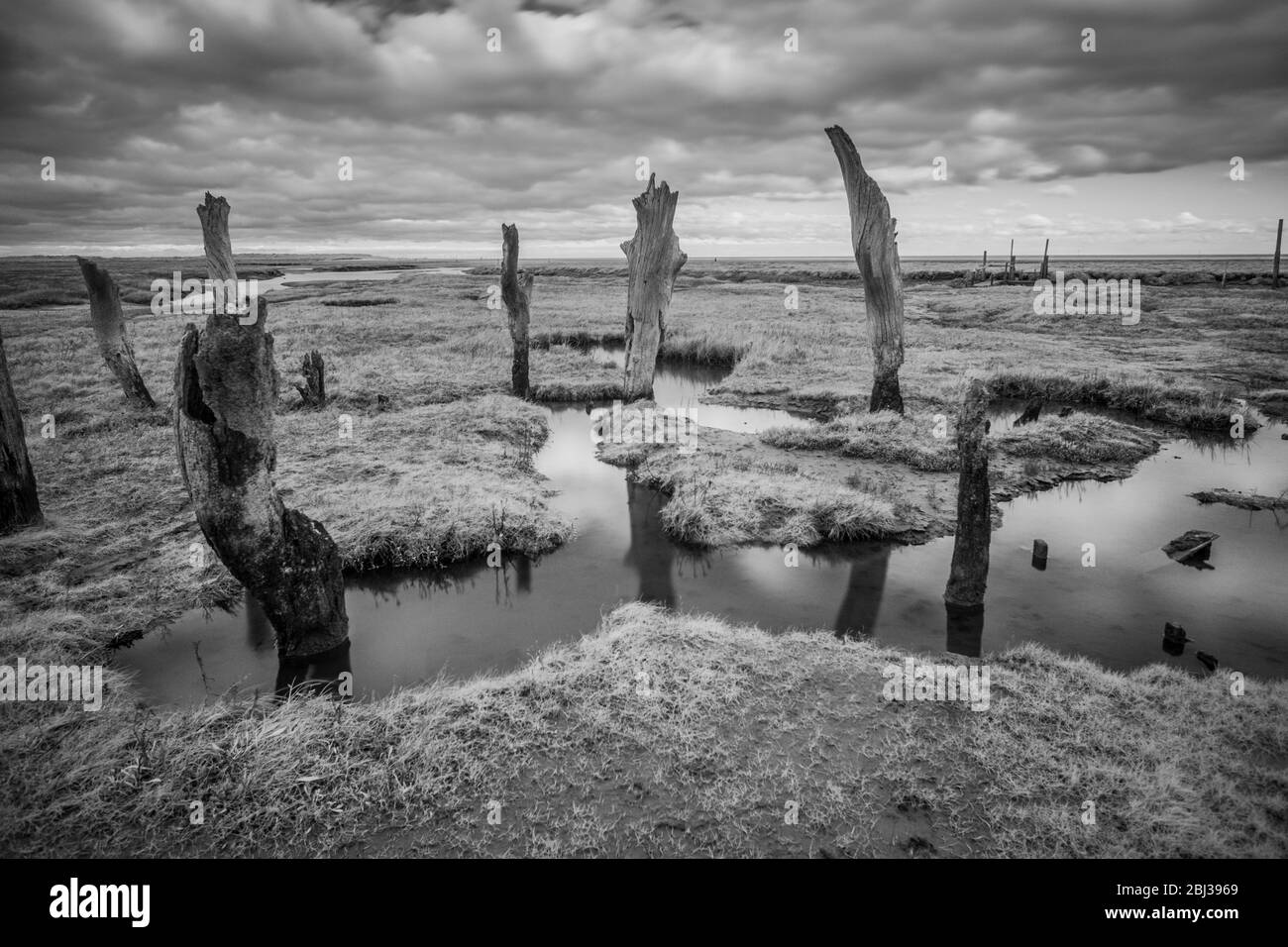 Ancient timber piles in saltmarsh, Thornham, Norfolk, England. Black and white infra red image. Stock Photo