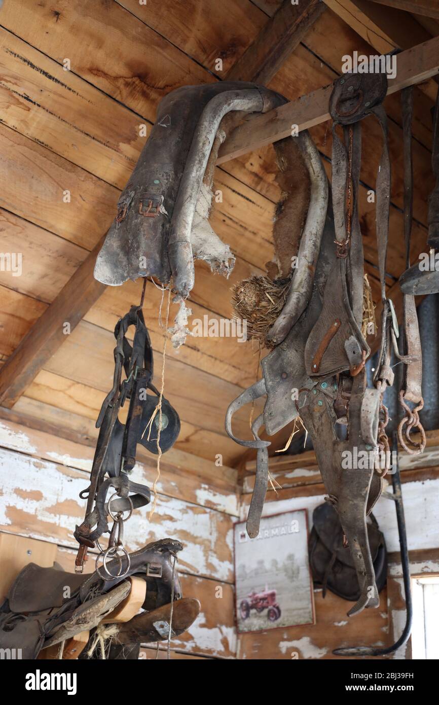 Vintage horse tack hi-res stock photography and images - Alamy