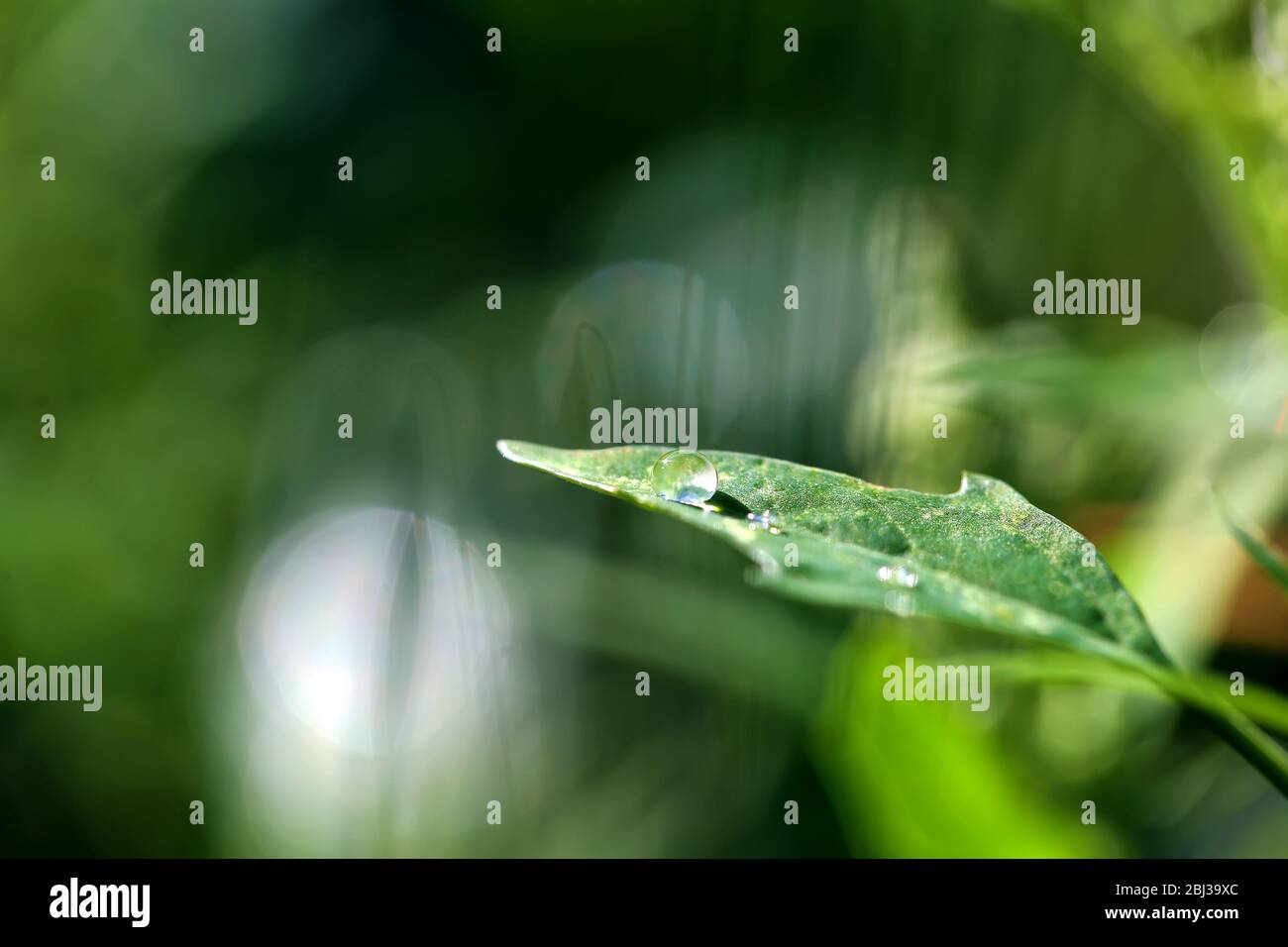 Macro water drop on the green leaf on natural background Stock Photo ...