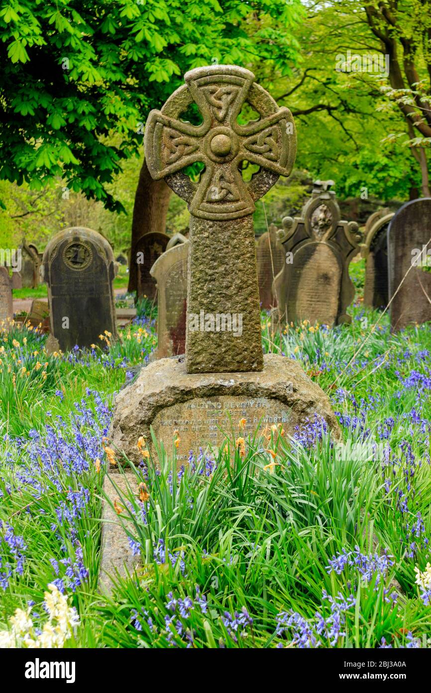 Bluebells at Blackburn Cemetery. Stock Photo