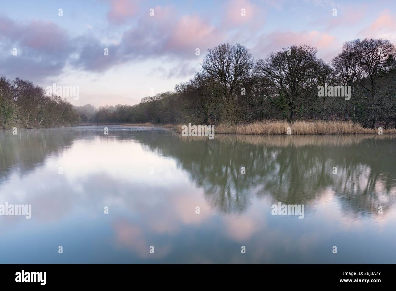 Cannop ponds in the Forest of Dean in Gloucestershire. Stock Photo