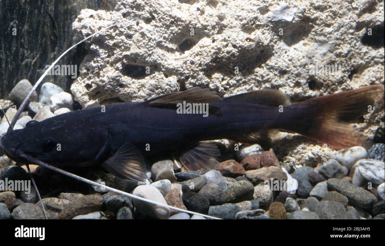 Asian red-tailed catfish, Hemibagrus nemurus Stock Photo