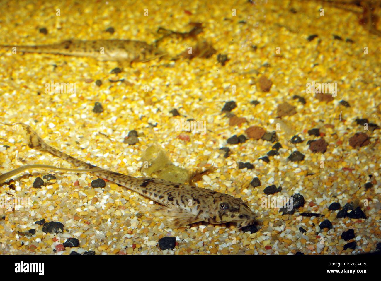 Small-scaled whiptail catfish, Rineloricaria microlepidogaster Stock Photo