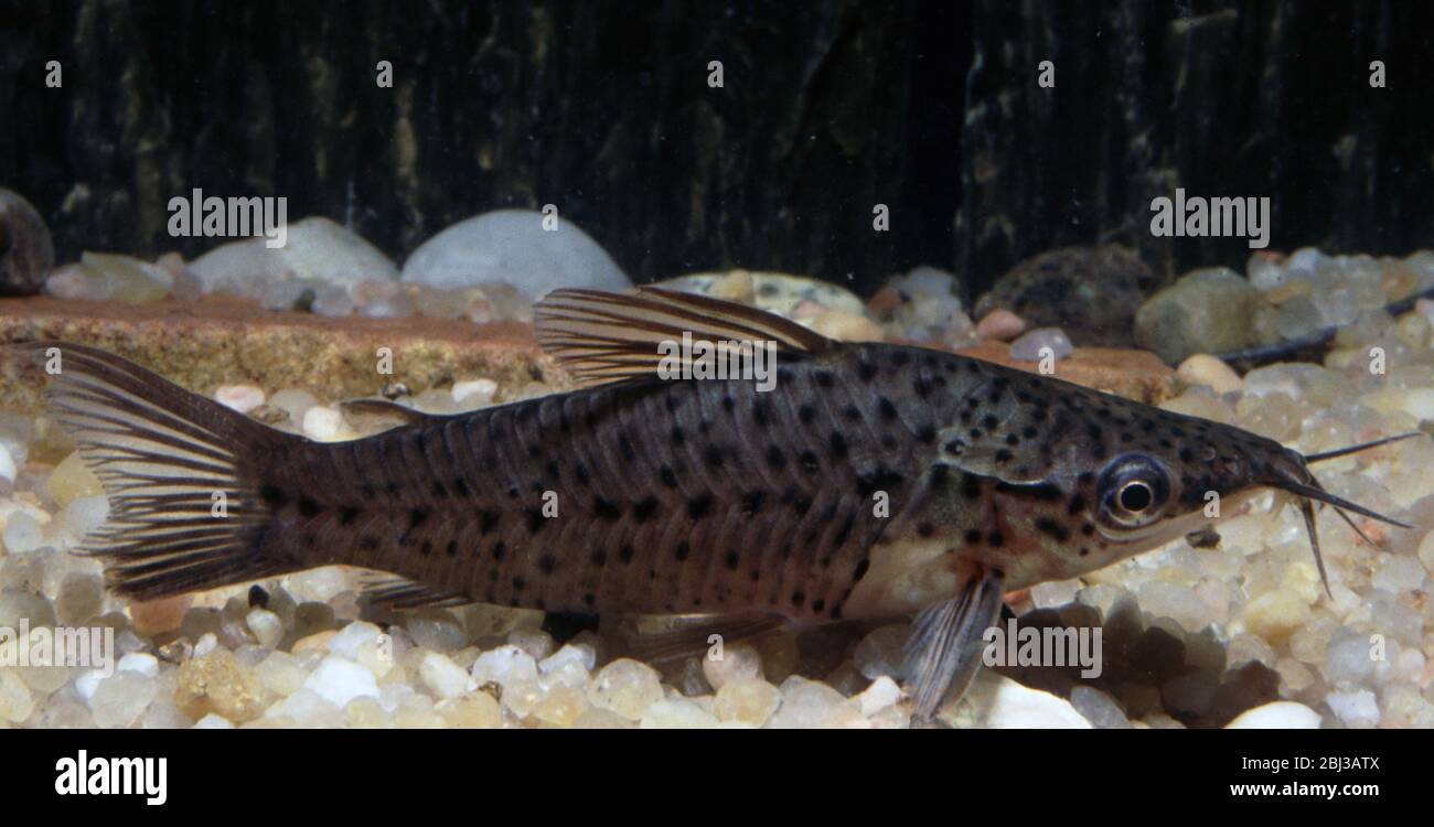 Porthole catfish, Dianema longibarbis Stock Photo