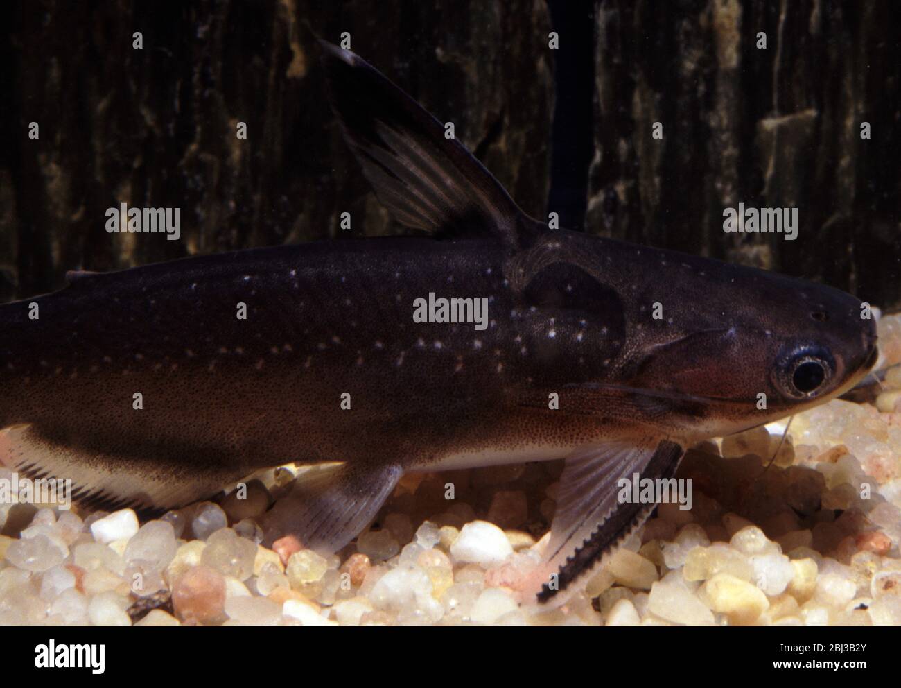 Midnight or Zamora catfish, Auchenipterichthys thoracatus Stock Photo