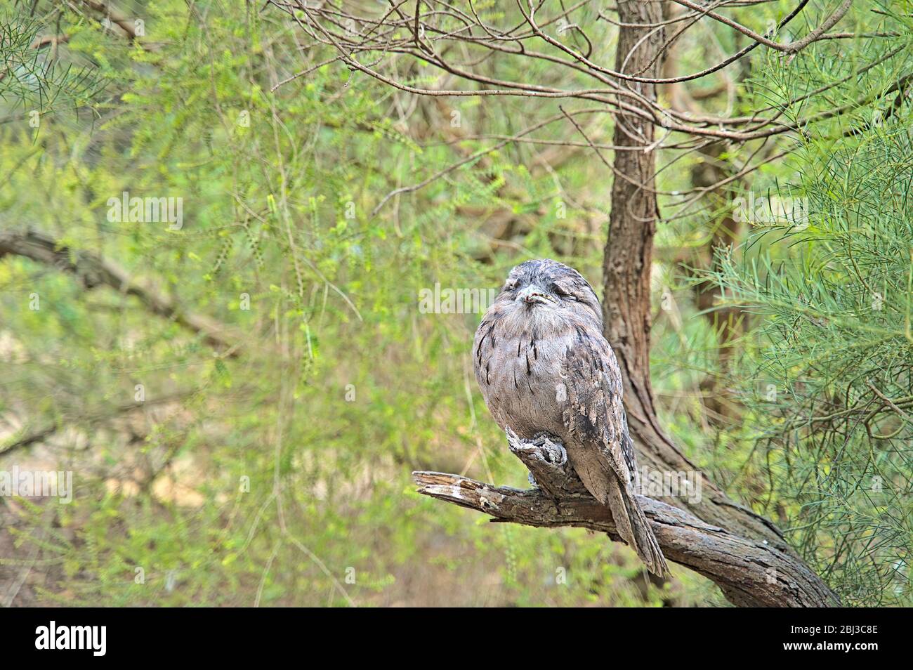 Tawny frogmouth owl in the Serendip Sanctuary Stock Photo