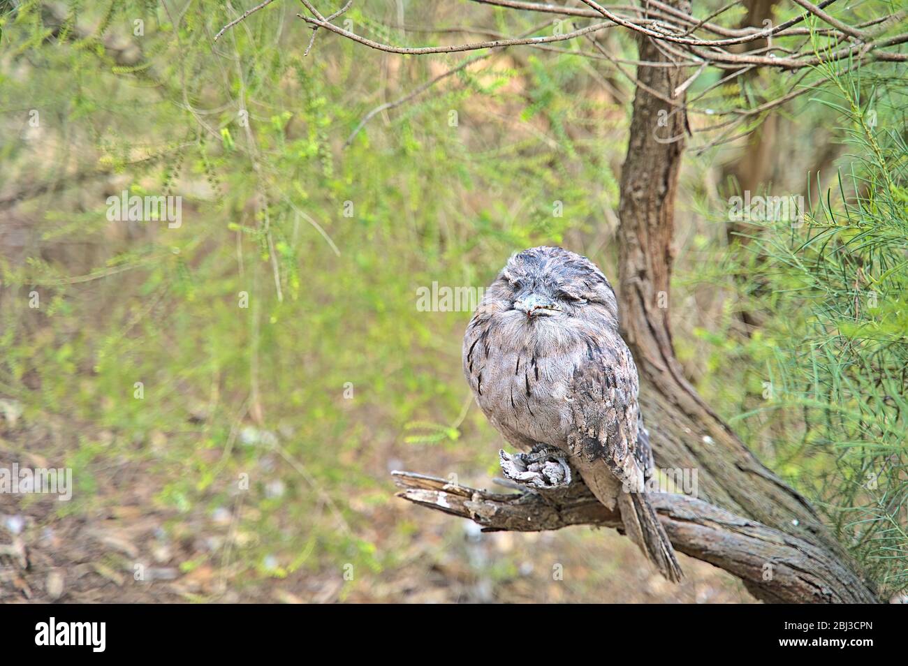 Tawny frogmouth owl in the Serendip Sanctuary Stock Photo
