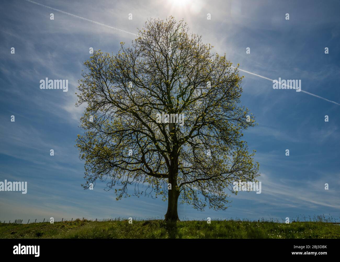 Single tree in summer with aircraft contrail, England, United Kingdom Stock Photo