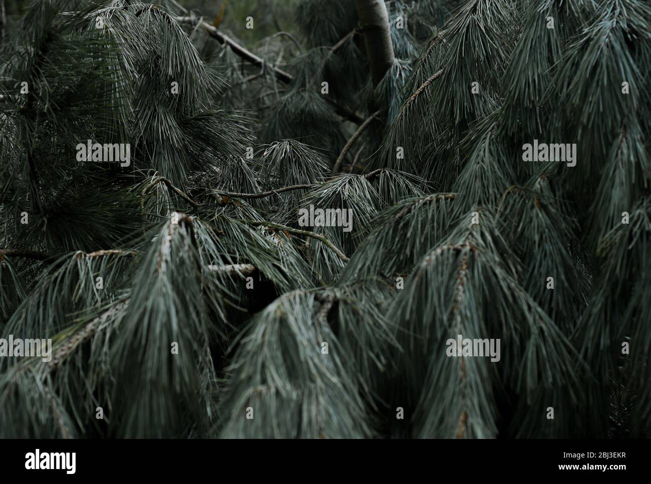Pine tree branches leaves hi-res stock photography and images - Alamy