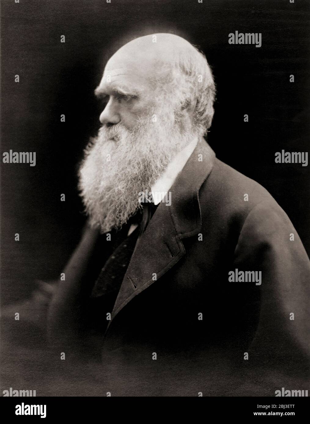 Charles Robert Darwin, 1809 – 1882.  English naturalist and writer.  After a portrait by English photographer Julia Margaret Cameron. Stock Photo