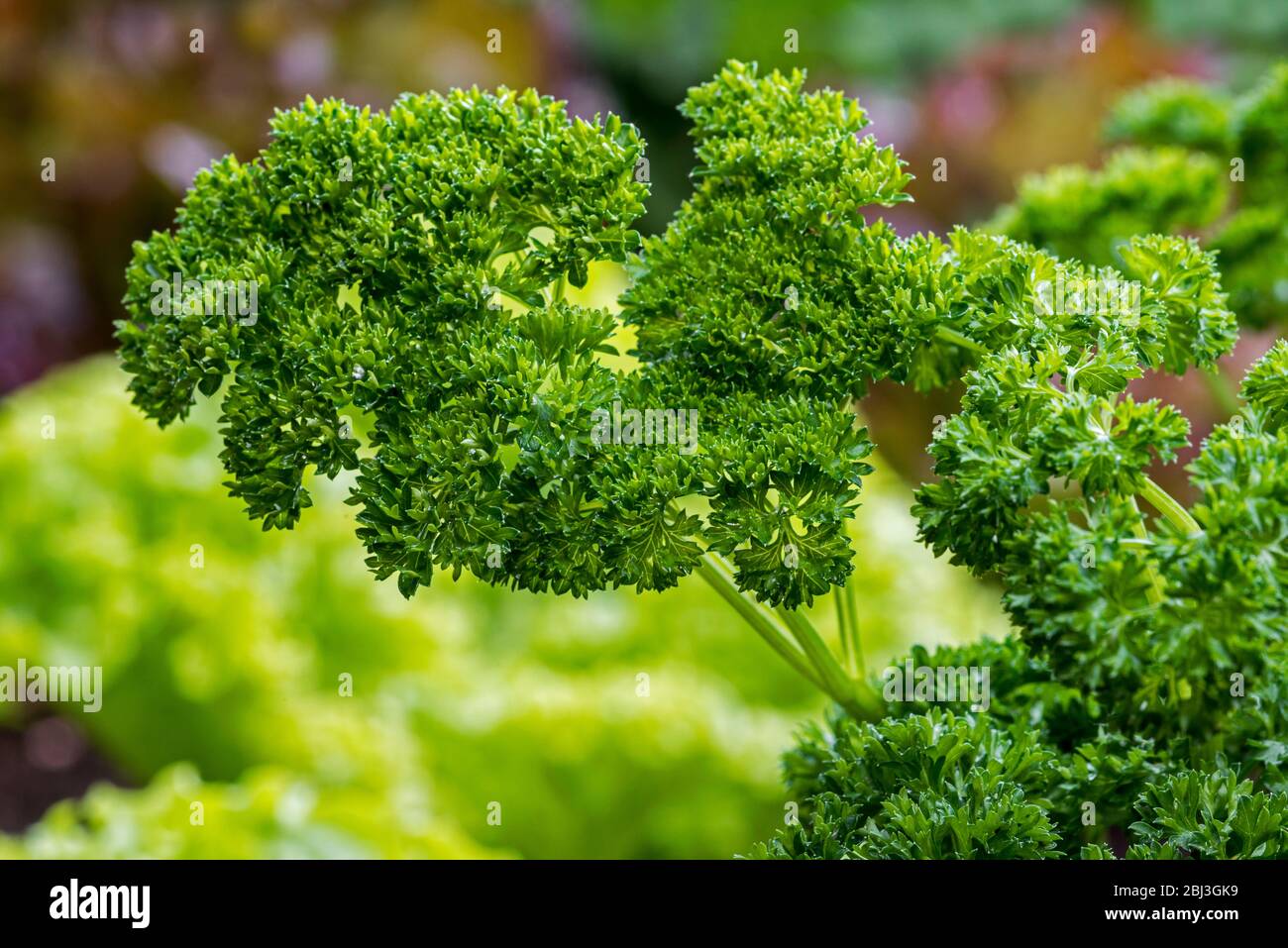Garden parsley (Petroselinum crispum) close up of leaves Stock Photo